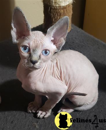 Barenakedsphynx Picture 3